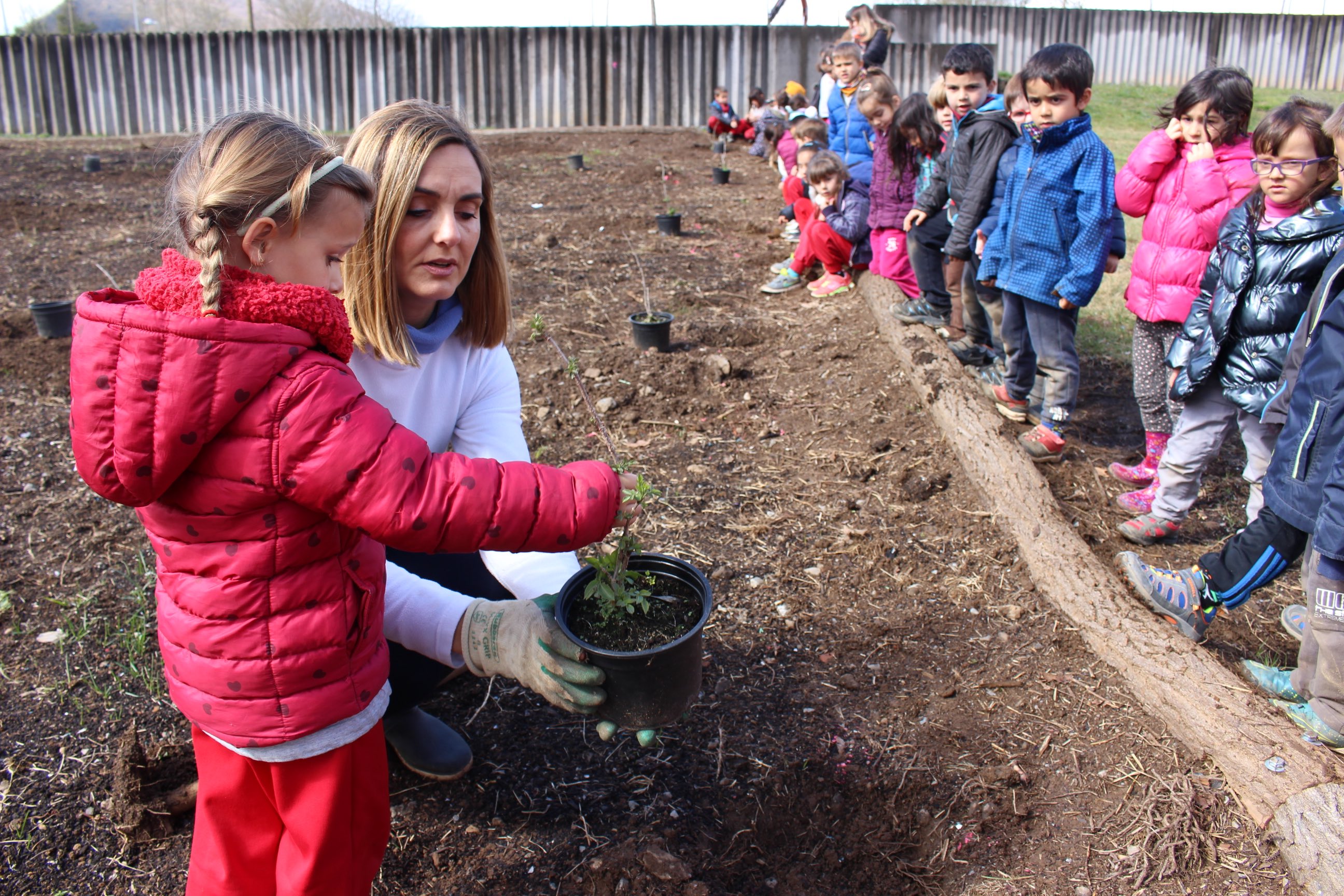 180316 PLANTADA SAÜC 2